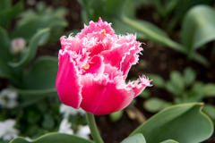 花菜ガーデン【チャペックの庭のチューリップ】⑩20191221