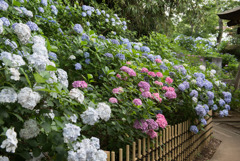 妙楽寺【境内左側の紫陽花の群生】②20190622