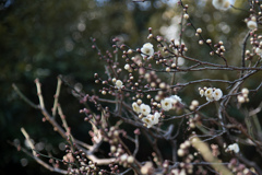 大船フラワーセンター【梅の花：八重茶青】①20220211
