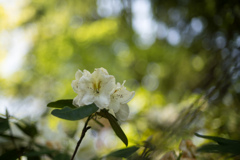 神代植物公園【石楠花：紫炎】20220430