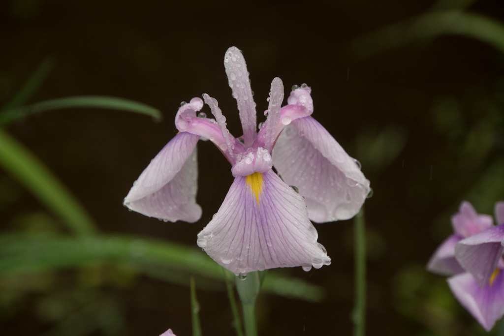 薬師池公園【花菖蒲： 北野天使】20190609