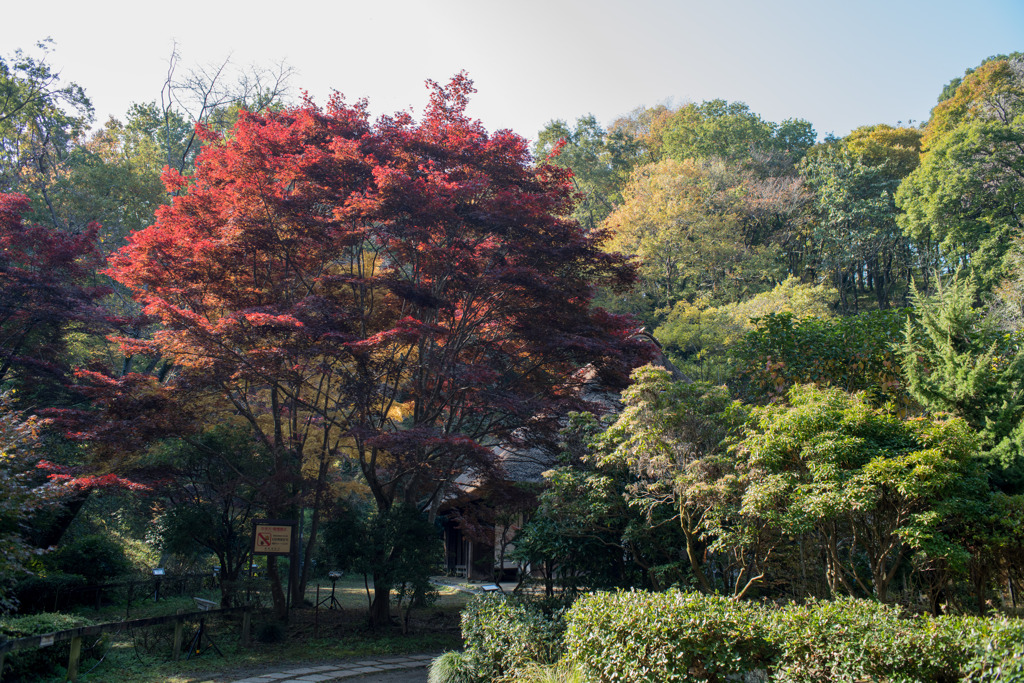 薬師池公園【旧荻野家周辺の紅葉】②20201115