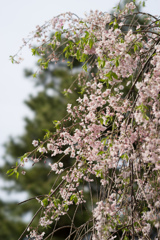 新宿御苑【桜：八重紅枝垂】②20170416
