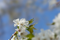 テリタビーズ公園【大島桜】①20190331