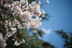 新宿御苑【桜：染井吉野】②20210323