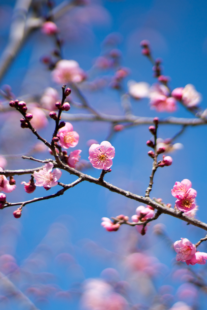 府中市郷土の森【早咲きの梅：雛曇】①20220205