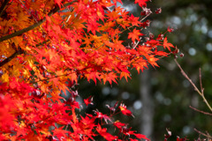 圓光寺【奥の場所の紅葉】20191203