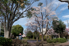 早朝ウォーキング桜巡り【荏田南もも公園の染井吉野】20230324