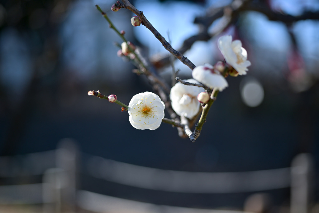 大船フラワーセンター【早咲きの梅：玉牡丹】②20260125