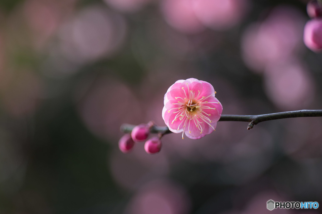 【大船植物園(鴛鴦)】②20160206