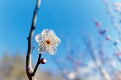 神代植物公園【梅：冬至】⑤20190126