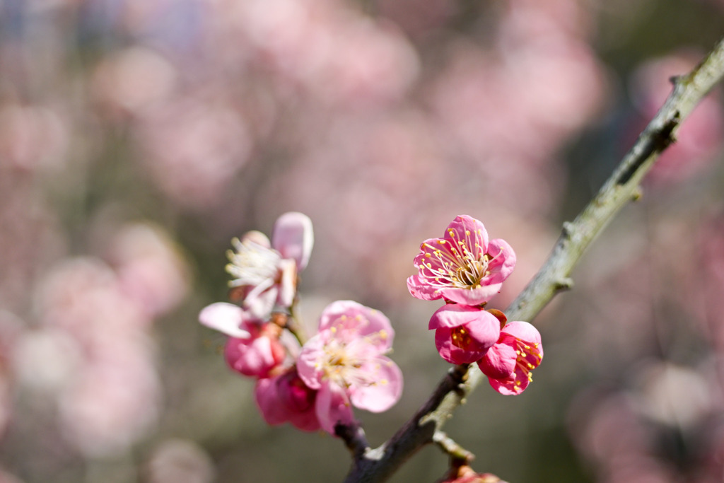小田原フラワーガーデン【梅の花：道知辺】20260130
