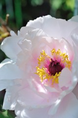 【八重桜】20140503