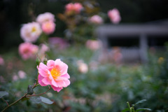 神代植物公園【秋バラ：ファンファーレ】①20191020