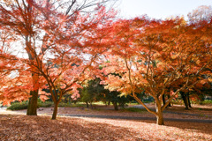 神代植物公園【自由広場(南口の紅葉)】①20251130
