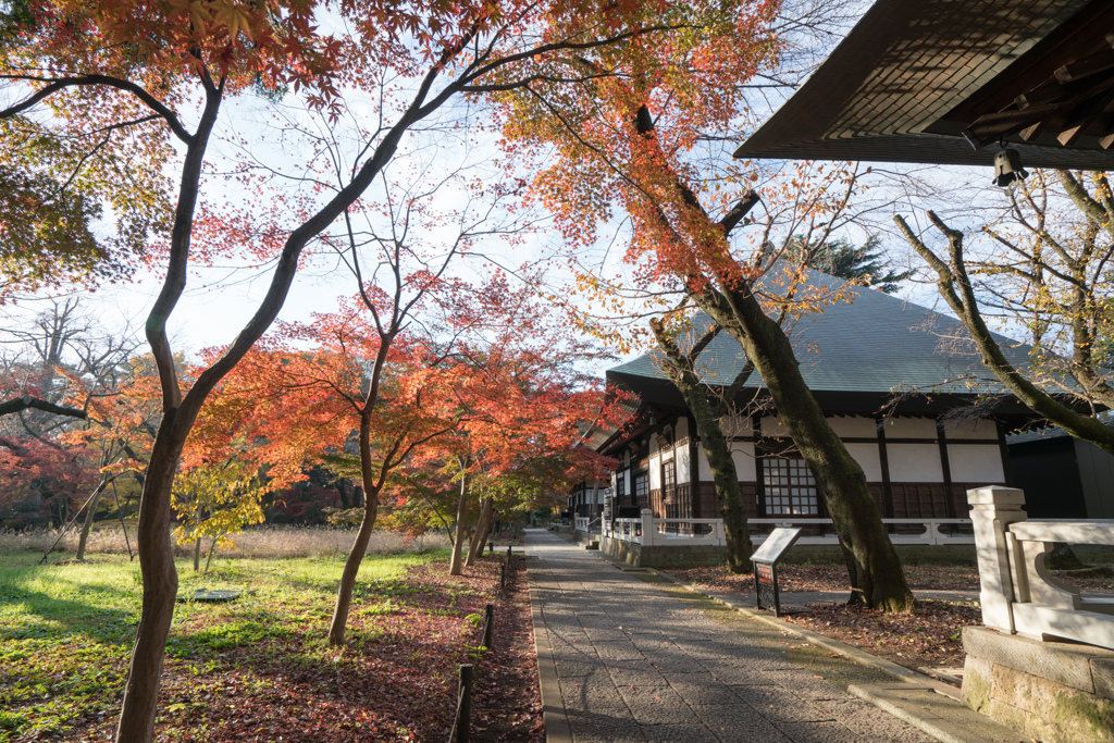 九品仏浄真寺【上品堂付近の紅葉】20221210