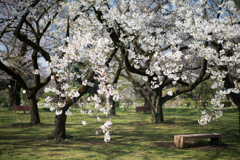 小石川植物園【桜並木の眺め】③20230322