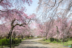 神代植物公園【さくら園の眺め】①20220331