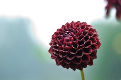 【神代植物公園・NO11-541】2