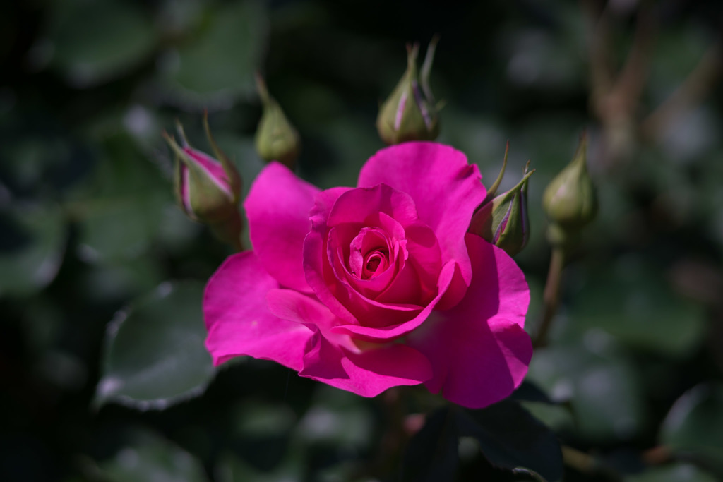 大船フラワーセンター【薔薇：うらら】20180428