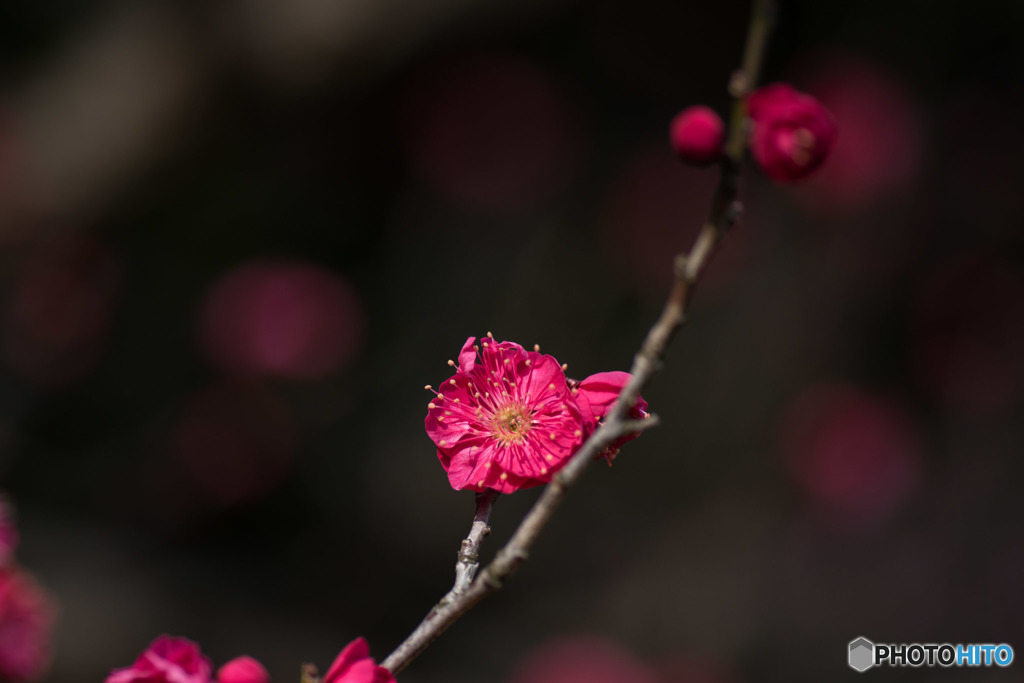 【大船植物園(鹿児島紅)】①20160206