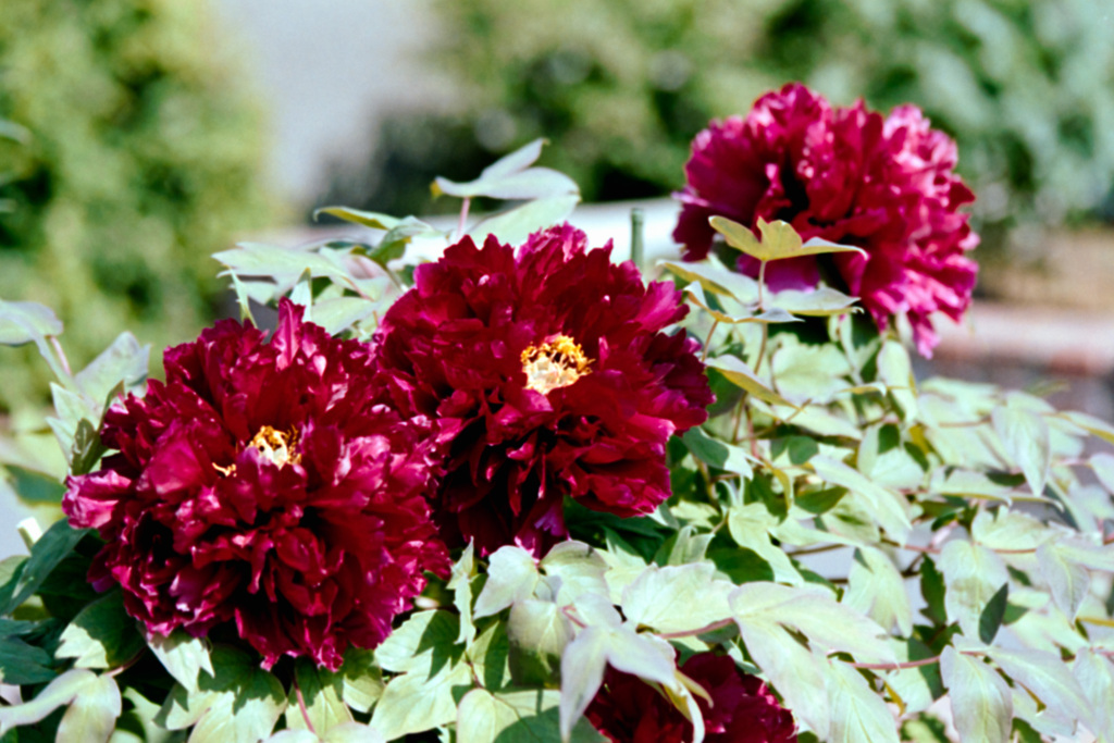 大船フラワーセンター【牡丹：麟鳳】20210418銀塩NLP