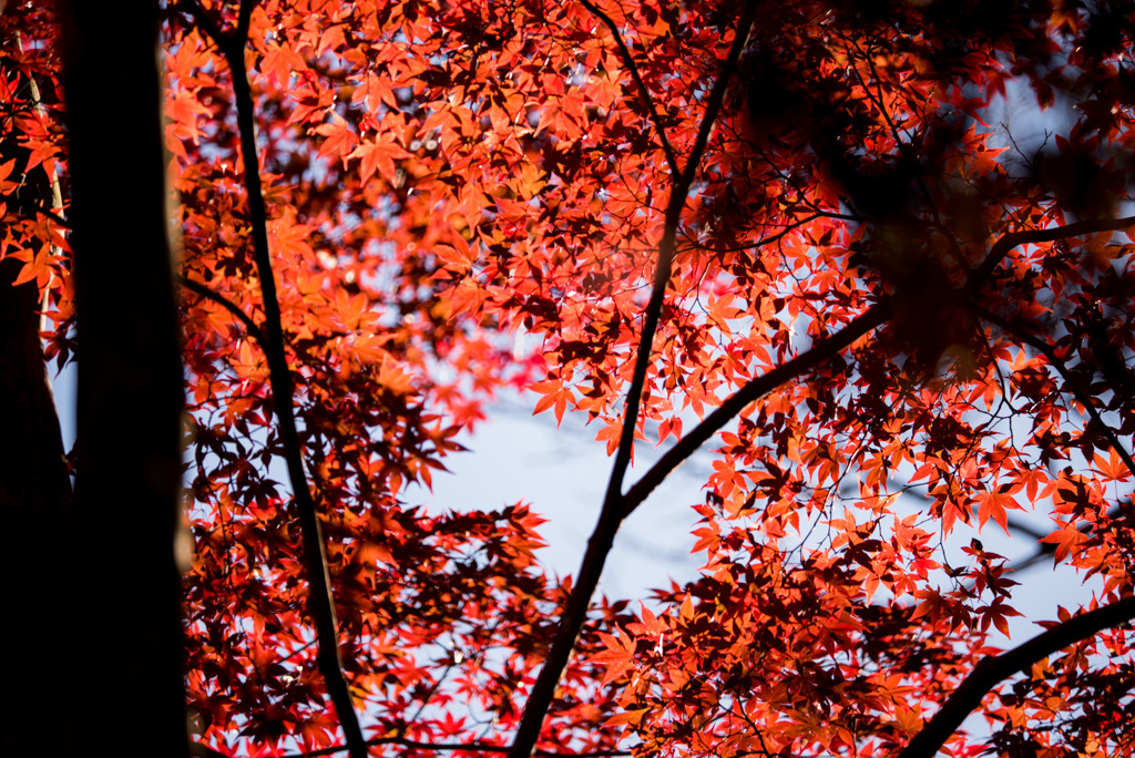 薬師池公園【たいこ橋東側の紅葉】②20181123