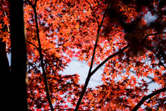 薬師池公園【たいこ橋東側の紅葉】②20181123