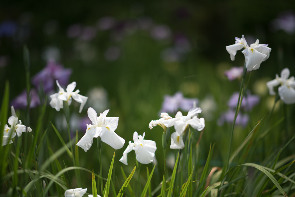 薬師池公園【花菖蒲：白系】20230601