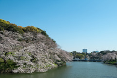 【千鳥ヶ淵緑道の桜】⑤20200326