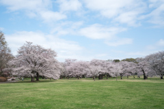 昭和記念公園【桜の園：桜林の眺め】①20230329