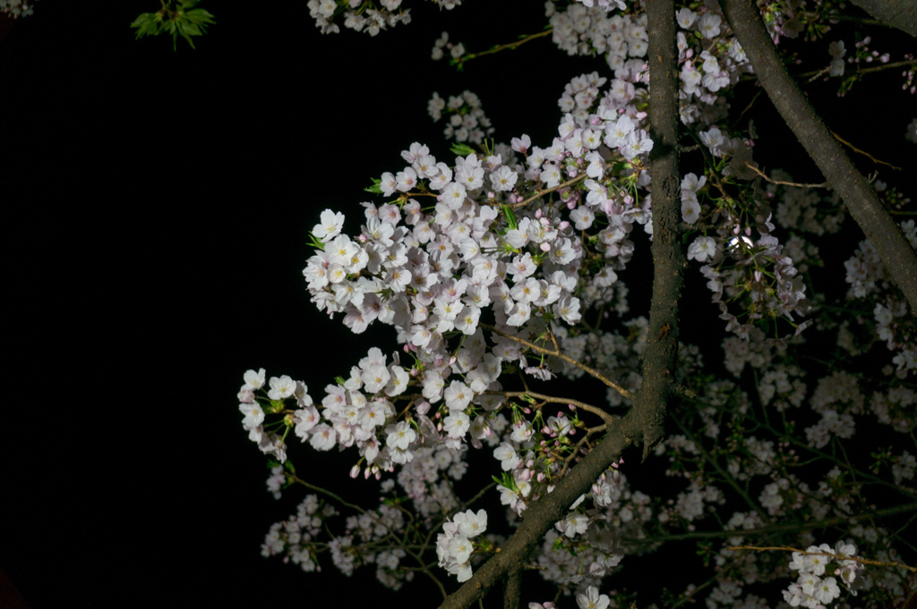 【千鳥ヶ淵の夜桜】⑥20170407