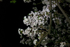 【千鳥ヶ淵の夜桜】⑥20170407
