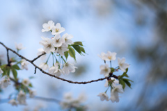 新宿御苑【桜：大島桜】②20230314