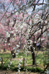 府中市郷土の森【梅：月影枝垂】③20210223