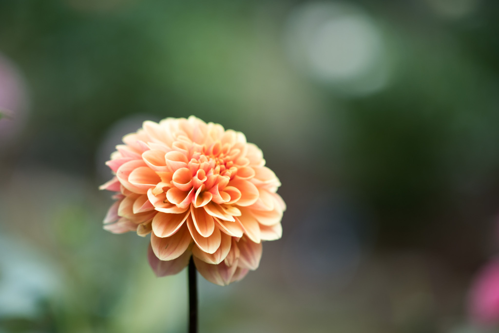 神代植物公園【ダリア：オレンジ・サンシャイン】20210911