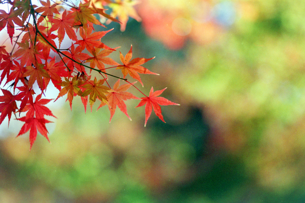 旧古河庭園【モミジが見頃】④20191130