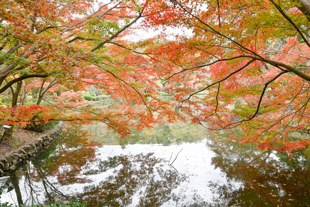 薬師池公園【薬師池と紅葉(アップ)】①20251119