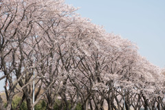 【海軍道路の桜並木】③20180331