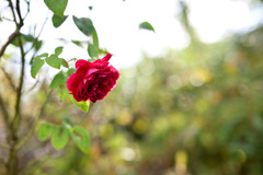 花菜ガーデン【秋パラ：L・D・ブレスウェイト】20251027