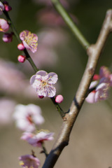 府中市郷土の森【梅の花：道知辺】20200211