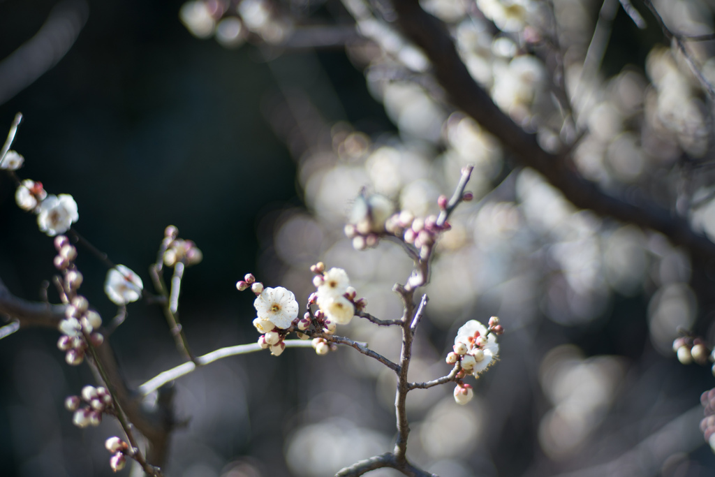大船フラワーセンター【梅の花：水心鏡】①20220211