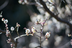 大船フラワーセンター【梅の花：水心鏡】①20220211