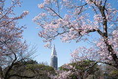 新宿御苑【桜：高遠小彼岸】①20230314