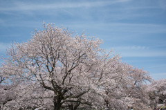 【昭和記念公園 「桜の園」満開のサクラ)】②20160409