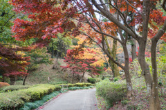 薬師池公園【菖蒲田あたりの景色】①20171119