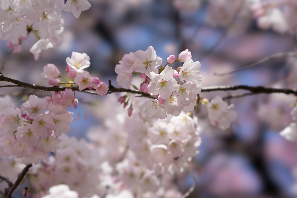 新宿御苑【桜：アメリカ】③20180325