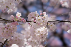 新宿御苑【桜：アメリカ】③20180325