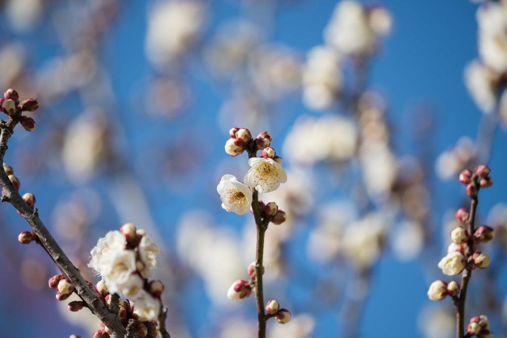 小田原フラワーガーデン【梅：八重野梅】②20180127