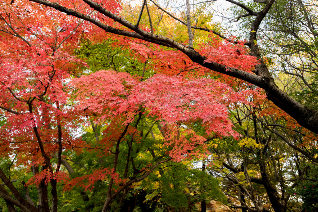 【昭和記念公園(紅葉ピックアップ)】⑥20151115